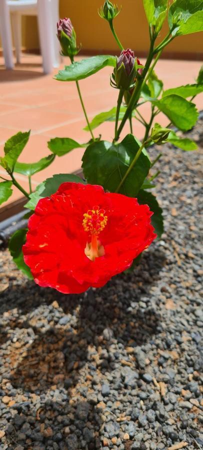 Fuerteventura Apartments Tamarindo II Коральео Экстерьер фото